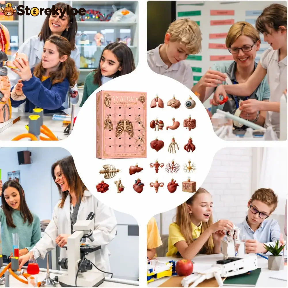 🏅Anatomy Advent Calendar, 24 Anatomy Ornaments